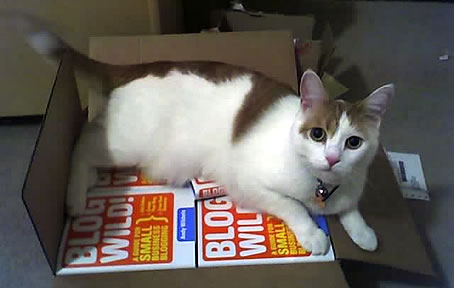 My cat checks a shipment of books.